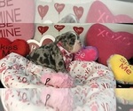 Small #6 Breeder Profile image