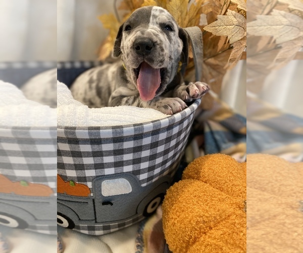 Medium Photo #1  Breeder Profile in FORT SCOTT, KS, USA
