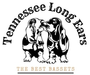 Basset Hound Dog Breeder near MANCHESTER, TN, USA