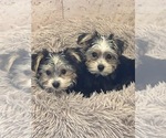 Small #12 Breeder Profile image