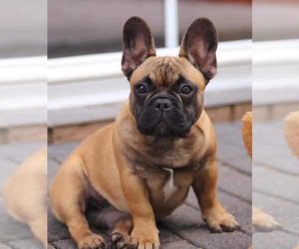 Medium Photo #9  Breeder Profile in PUNTA GORDA, FL, USA