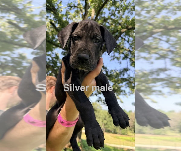 Medium Photo #21  Breeder Profile in WALNUT GROVE, MO, USA