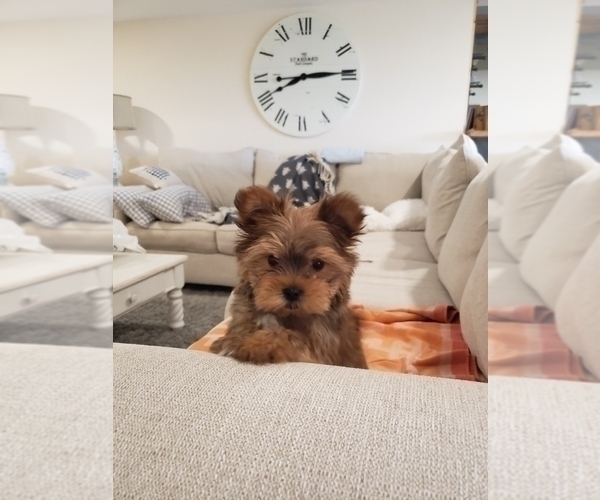 Medium Photo #9  Breeder Profile in CASSVILLE, MO, USA