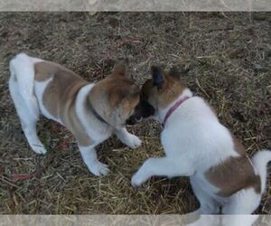 Akita Dog Breeder near LICKING, MO, USA