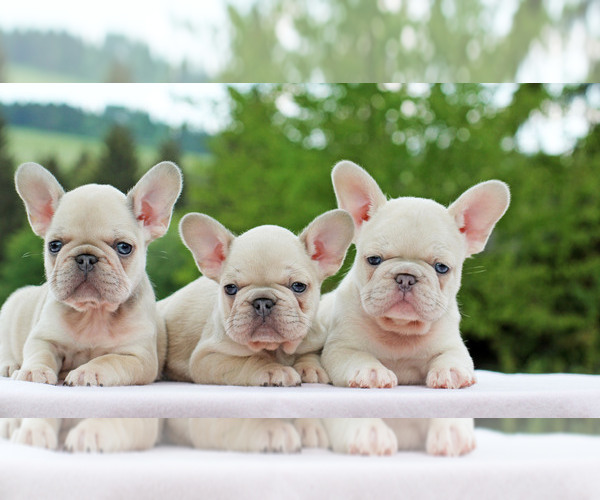 Medium Photo #1  Breeder Profile in Bratislava, Bratislavsky, Slovakia