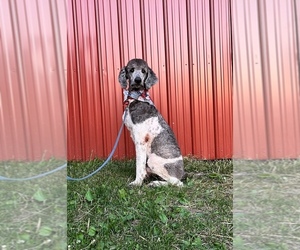 Main photo of Poodle (Standard) Dog Breeder near OTTSVILLE, PA, USA