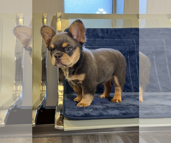 Medium Photo #16  Breeder Profile in LITHONIA, GA, USA