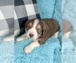 Small breeder photo
