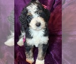 Small #2 Breeder Profile image