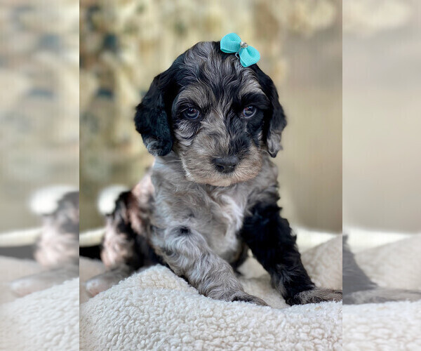 Medium Photo #9  Breeder Profile in BRUSH PRAIRIE, WA, USA