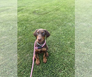 Doberman Pinscher Dog Breeder near BRIDGEPORT, WV, USA
