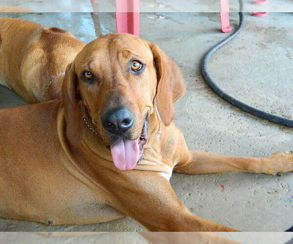 Medium Photo #3  Breeder Profile in HESPERIA, CA, USA