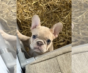 French Bulldog Dog Breeder near GAHANNA, OH, USA