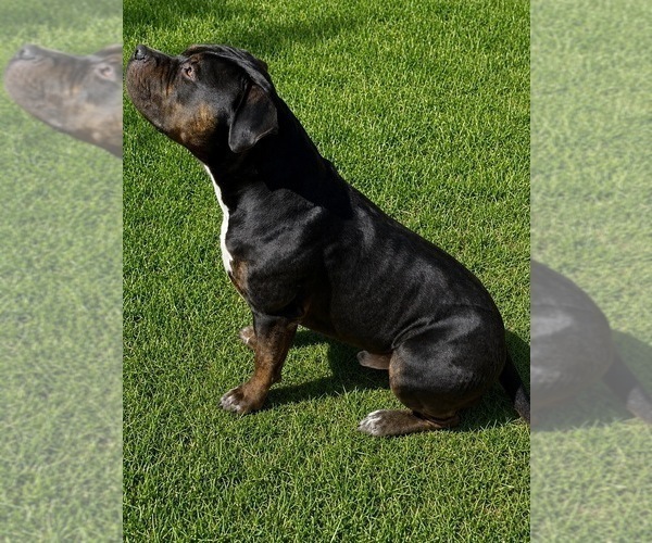 Medium Photo #4  Breeder Profile in LITTLE ELM, TX, USA