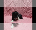 Small #2 Breeder Profile image
