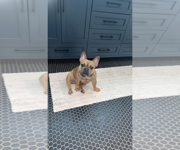 Medium Photo #1  Breeder Profile in NORTH HILLS, CA, USA