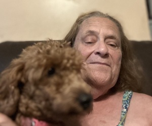 Goldendoodle (Miniature) Dog Breeder near WARWICK, RI, USA