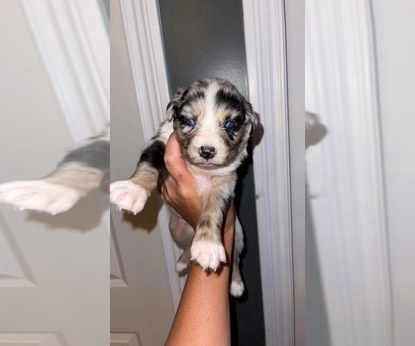 Medium Photo #7  Breeder Profile in MUNFORDVILLE, KY, USA