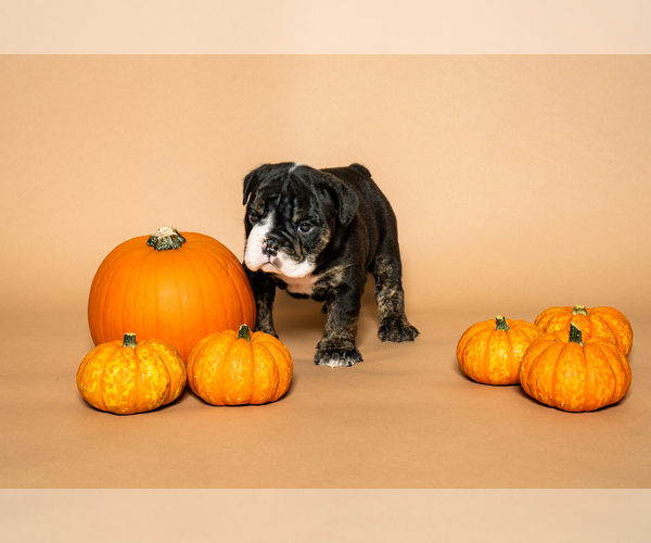 Medium Photo #15  Breeder Profile in HOUSTON, TX, USA