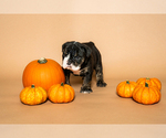 Small #14 Breeder Profile image