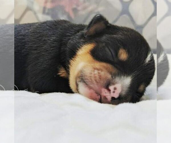 Medium Photo #1  Breeder Profile in GLEN BURNIE, MD, USA