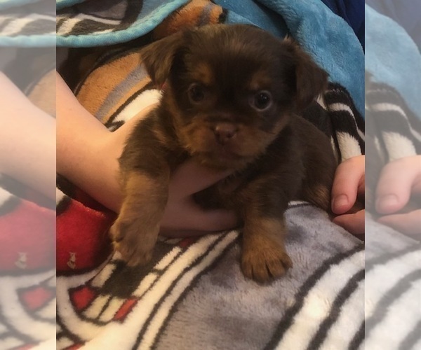 Medium Photo #32  Breeder Profile in SCOTTSDALE, AZ, USA