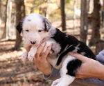 Small #6 Breeder Profile image