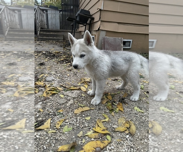 Medium Photo #1  Breeder Profile in SAN ANTONIO, TX, USA