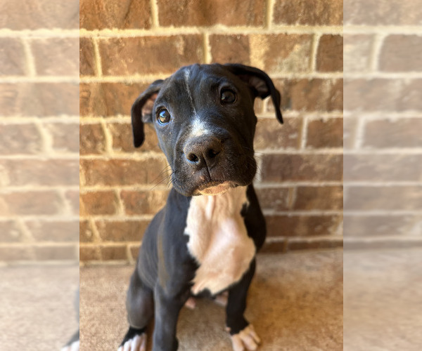 Medium Photo #1  Breeder Profile in FAIRHOPE, AL, USA