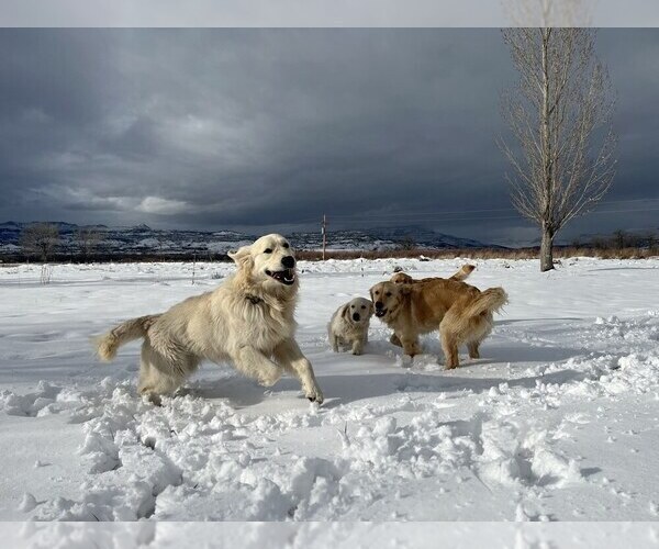 Medium Photo #6  Breeder Profile in DE BEQUE, CO, USA