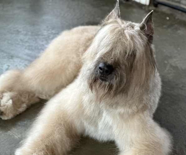Medium Photo #9  Breeder Profile in HASTINGS, MI, USA