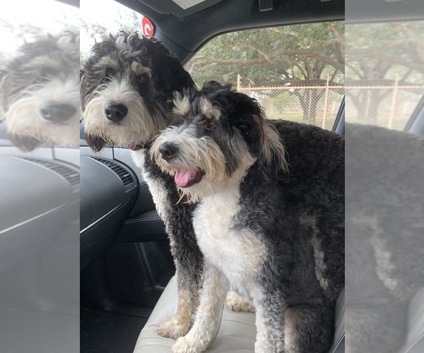 Medium Photo #2  Breeder Profile in MCALLEN, TX, USA