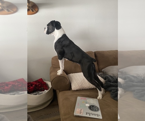 Medium Photo #17  Breeder Profile in WESTVILLE, OK, USA