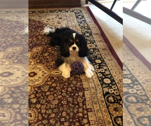 Medium Photo #9  Breeder Profile in PARKERS LAKE, KY, USA