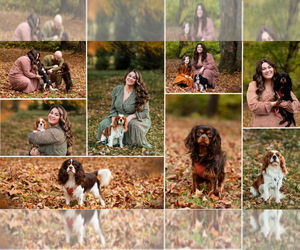 Cavalier King Charles Spaniel Dog Breeder near JACKSON, OH, USA