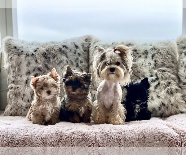 Medium Photo #1  Breeder Profile in BELLEVUE, WA, USA