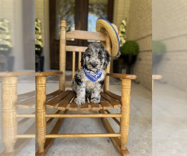 Medium Photo #18  Breeder Profile in MAGNOLIA, TX, USA