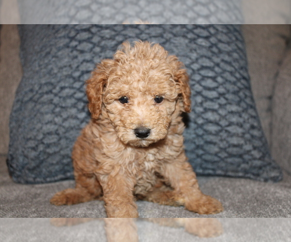 Medium Photo #6  Breeder Profile in BLMGTN, IN, USA