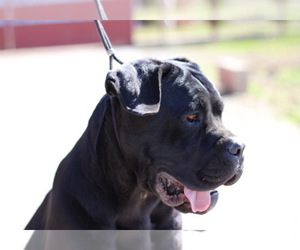 Main photo of Cane Corso Dog Breeder near Belgrade, Central Serbia, Serbia