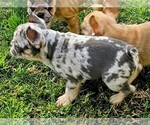 Small #62 Breeder Profile image
