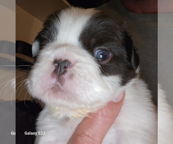 Medium Photo #4  Breeder Profile in FENTON, MO, USA