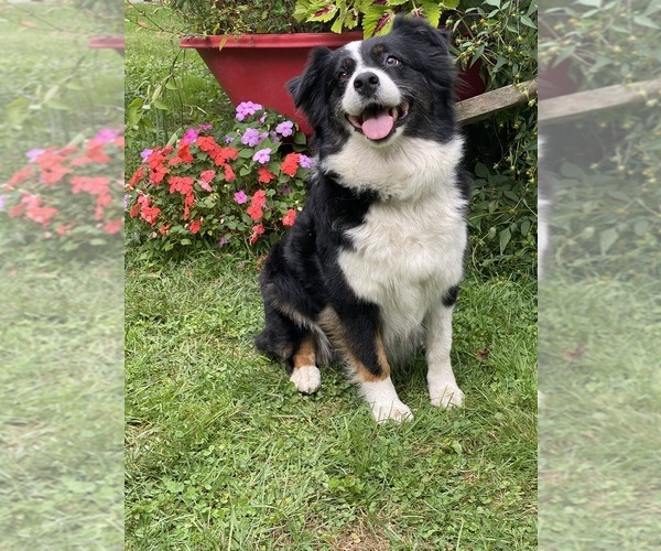 Medium Photo #24  Breeder Profile in NEW HAVEN, CT, USA