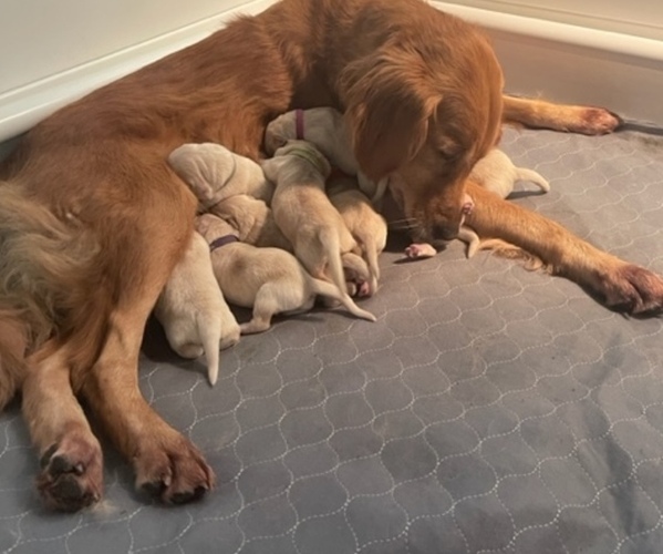 Medium Photo #1  Breeder Profile in CAPE CORAL, FL, USA