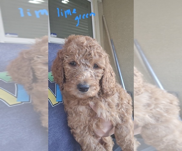 Medium Photo #4  Breeder Profile in NORTH LAS VEGAS, NV, USA