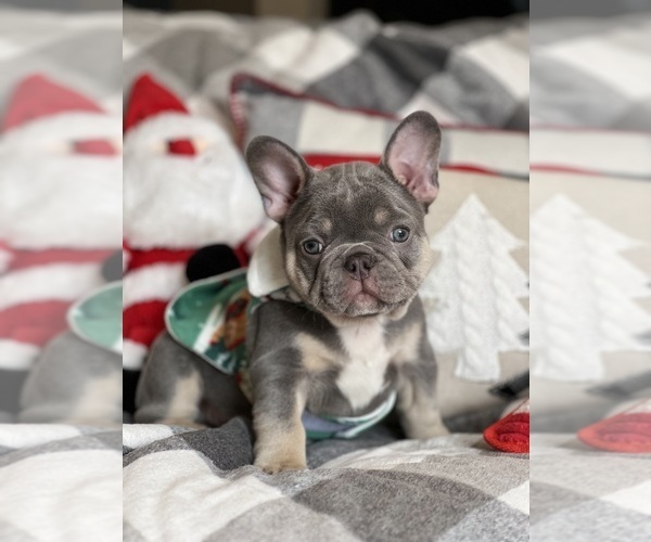 Medium Photo #8  Breeder Profile in MIAMI, FL, USA