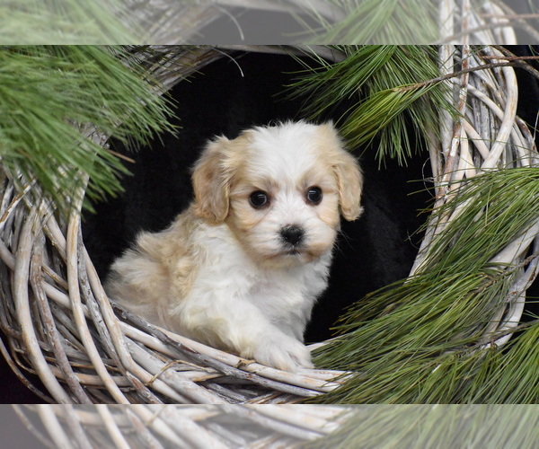 Medium Photo #3  Breeder Profile in ELDORADO, OH, USA