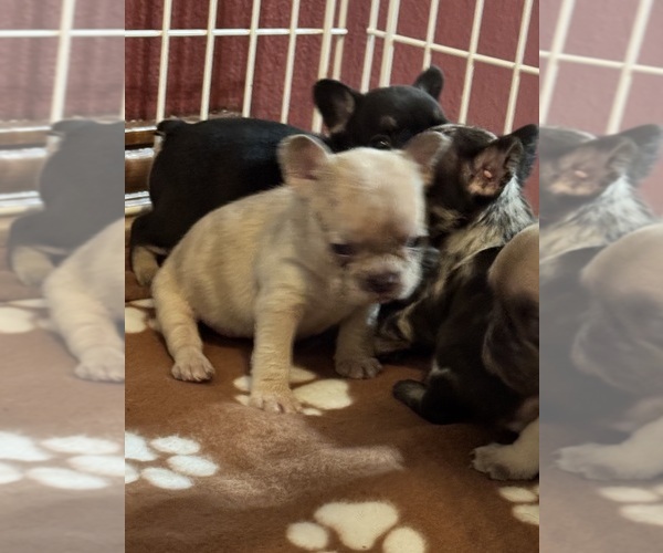 Medium Photo #1  Breeder Profile in SPRINGFIELD, MO, USA