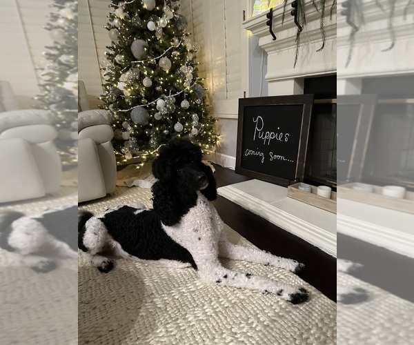 Medium Photo #1  Breeder Profile in MURRIETA, CA, USA