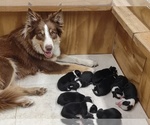 Small #1 Breeder Profile image