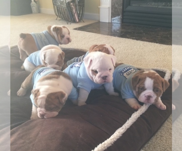 View Breeder Profile English Bulldog Dog Breeder Near Maryland Salisbury Usa Subs 111975